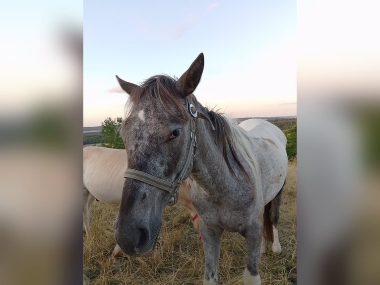 Knabstrupper Hengst 2 Jahre 147 cm Tigerschecke in Alfeld (Leine)