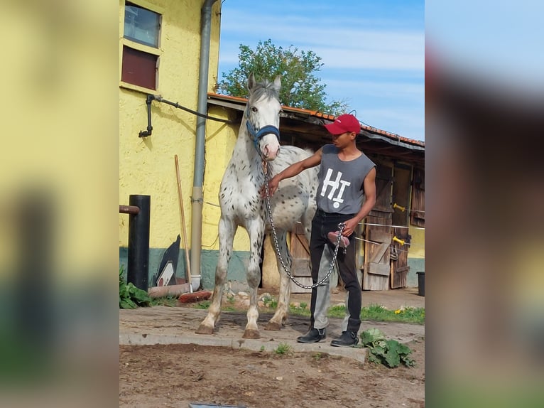 Knabstrupper Mix Hengst 2 Jahre 148 cm in Lübbenau/Spreewald