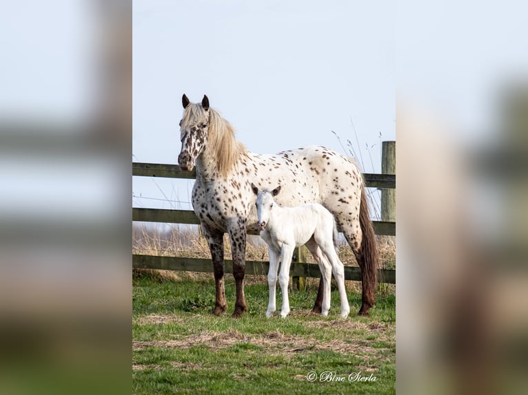 Knabstrupper Hengst 2 Jahre 158 cm White in Fredensborg