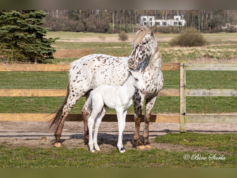 Knabstrupper Hengst 2 Jahre 158 cm White in Fredensborg