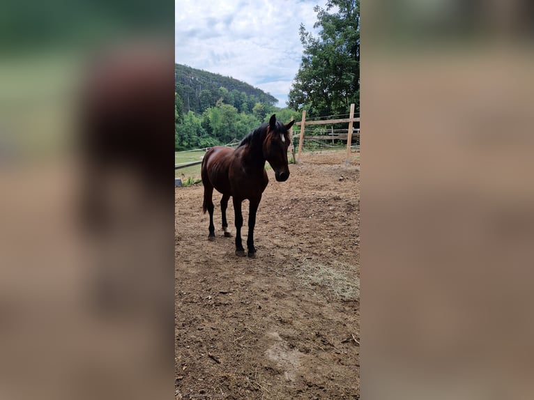 Knabstrupper Hengst 2 Jahre 160 cm  in Berndorf