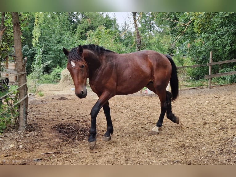 Knabstrupper Hengst 2 Jahre 160 cm  in Berndorf