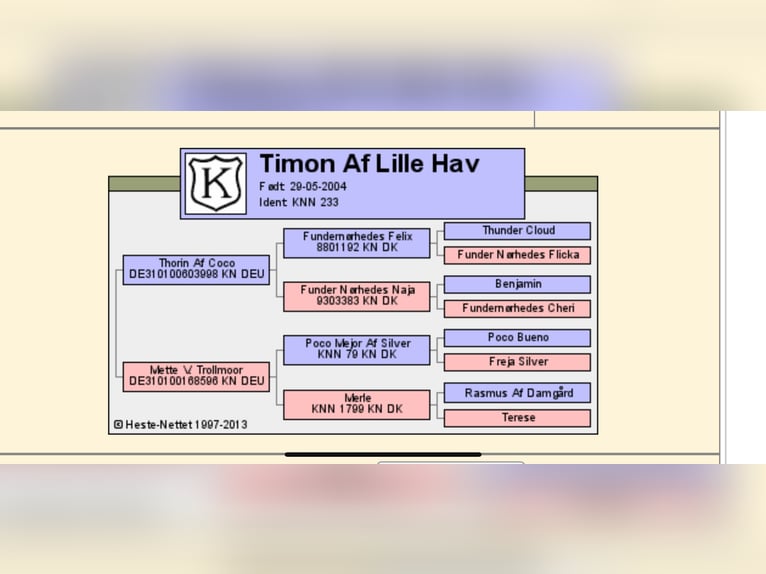 Knabstrupper Hengst 2 Jahre 160 cm Tigerschecke in Fredensborg