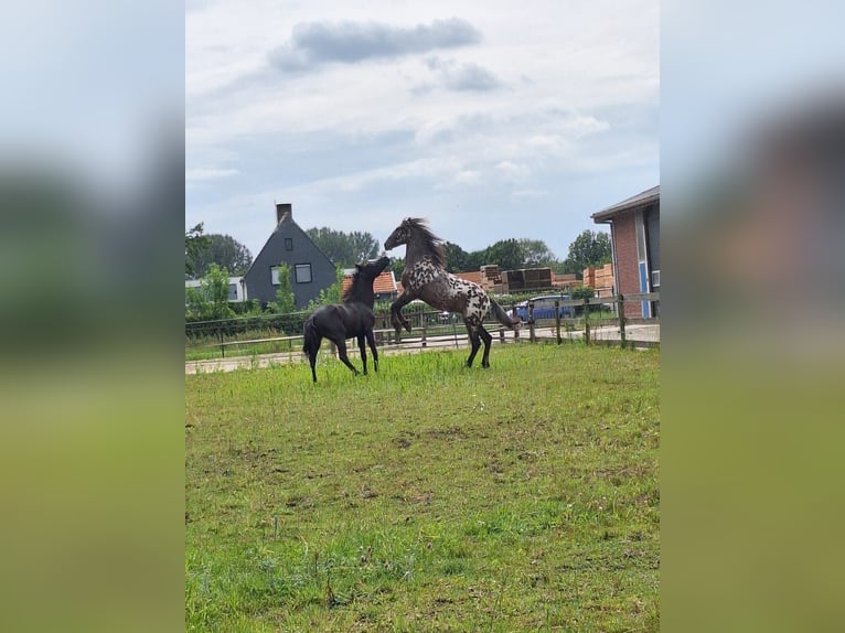 Knabstrupper Mix Hengst 2 Jahre 161 cm Tigerschecke in Molenschot