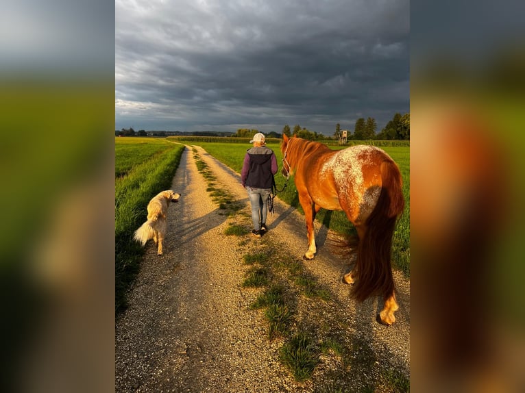 Knabstrupper Mix Hengst 3 Jaar 150 cm Vos in Illerkirchberg