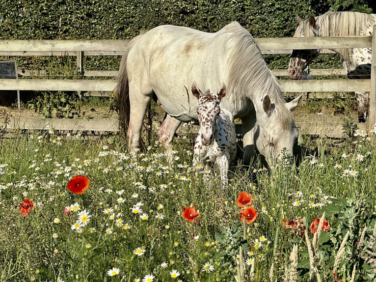 Knabstrupper Hengst 3 Jaar 154 cm Appaloosa in Fredensborg