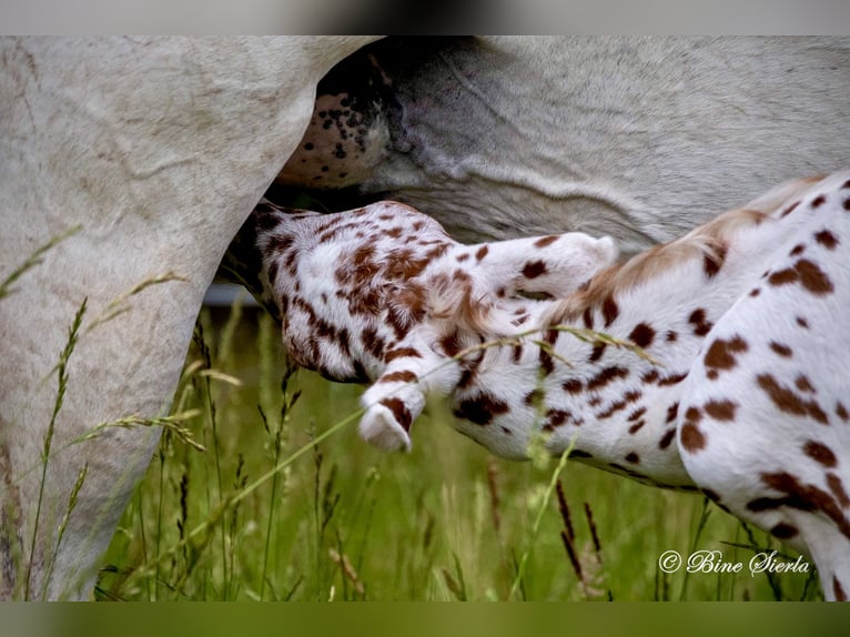 Knabstrupper Hengst 3 Jaar 154 cm Appaloosa in Fredensborg
