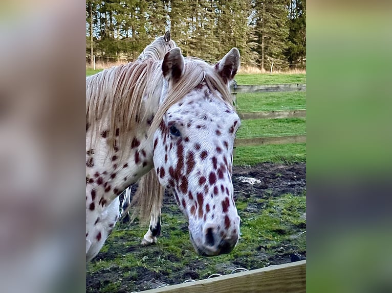 Knabstrupper Hengst 3 Jaar 154 cm Appaloosa in Fredensborg