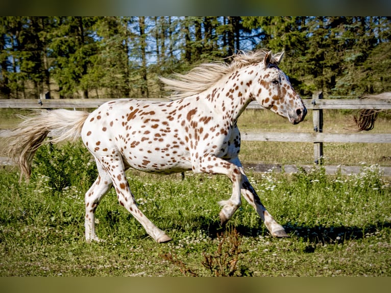 Knabstrupper Hengst 3 Jaar 154 cm Appaloosa in Fredensborg