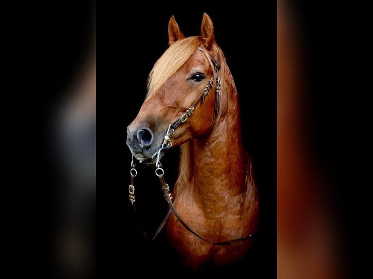 Knabstrupper Hengst 3 Jaar 155 cm Appaloosa in Fredensborg