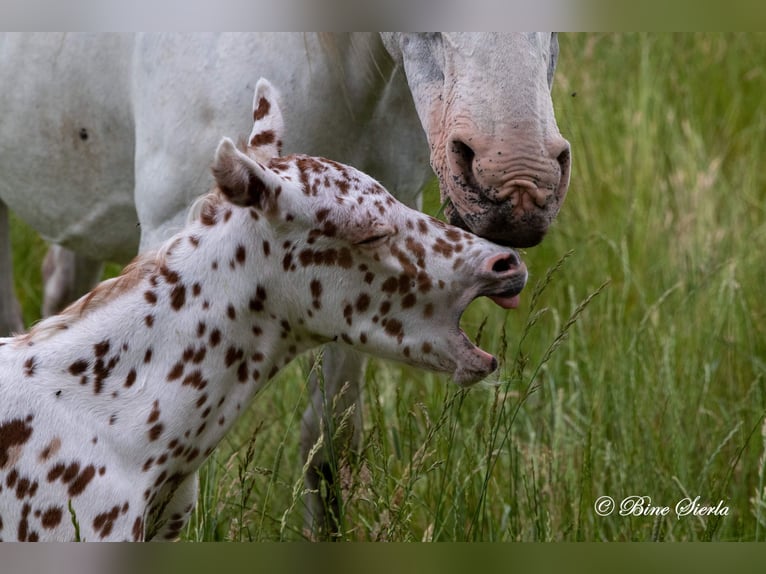 Knabstrupper Hengst 3 Jaar 155 cm Appaloosa in Fredensborg