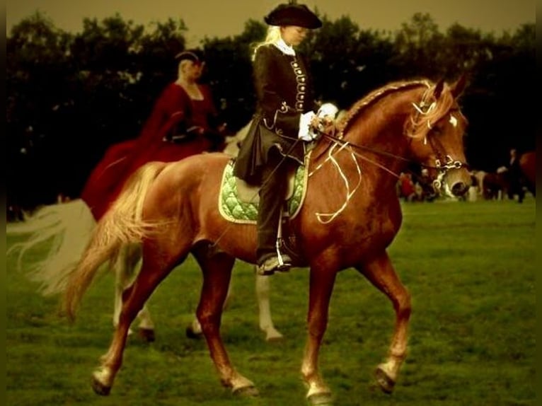 Knabstrupper Hengst 3 Jaar 155 cm Appaloosa in Fredensborg
