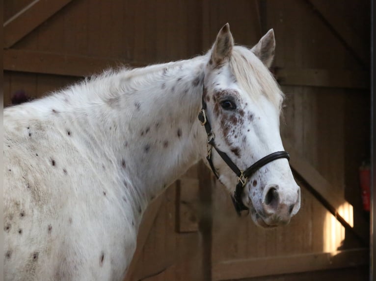 Knabstrupper Hengst 3 Jaar 157 cm Appaloosa in Rehburg-Loccum Münchehagen