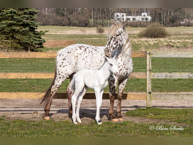 Knabstrupper Hengst 3 Jaar 160 cm Appaloosa in Fredensborg