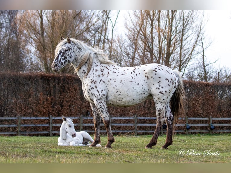 Knabstrupper Hengst 3 Jaar 160 cm Appaloosa in Fredensborg