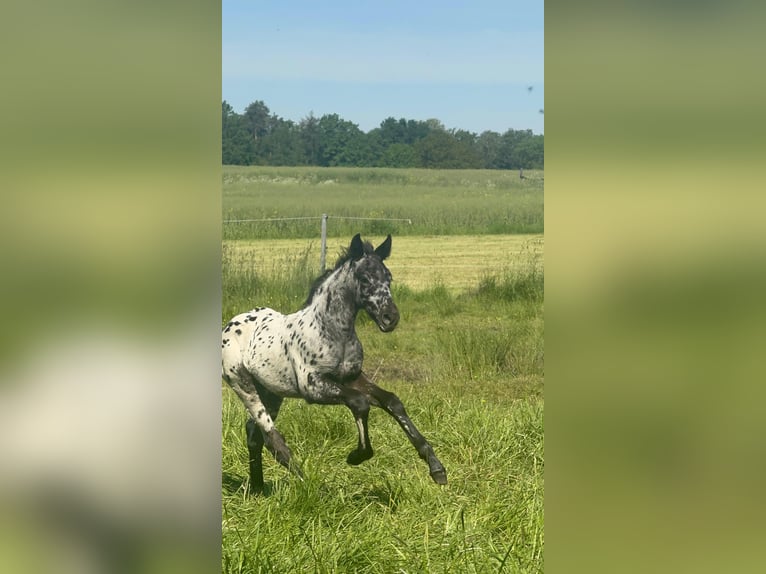 Knabstrupper Hengst 3 Jaar 160 cm Appaloosa in Rehburg-Loccum Münchehagen