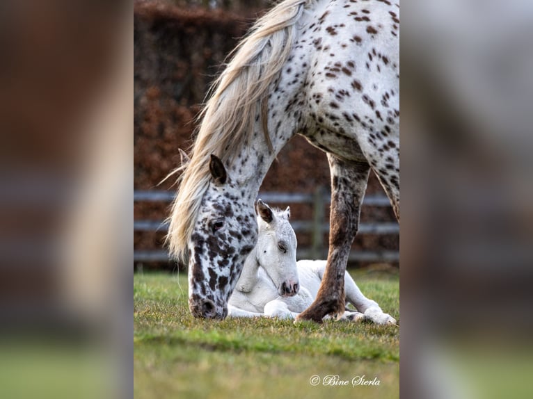 Knabstrupper Hengst 3 Jaar 160 cm Wit in Fredensborg
