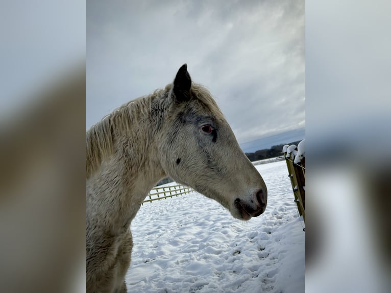 Knabstrupper Hengst 3 Jaar 160 cm Wit in Fredensborg