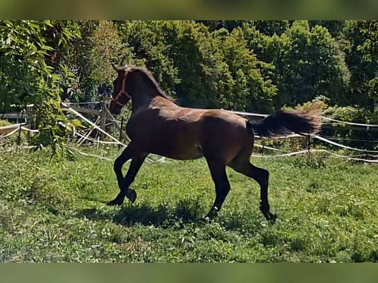 Knabstrupper Hengst 3 Jaar 168 cm Bruin in Berndorf