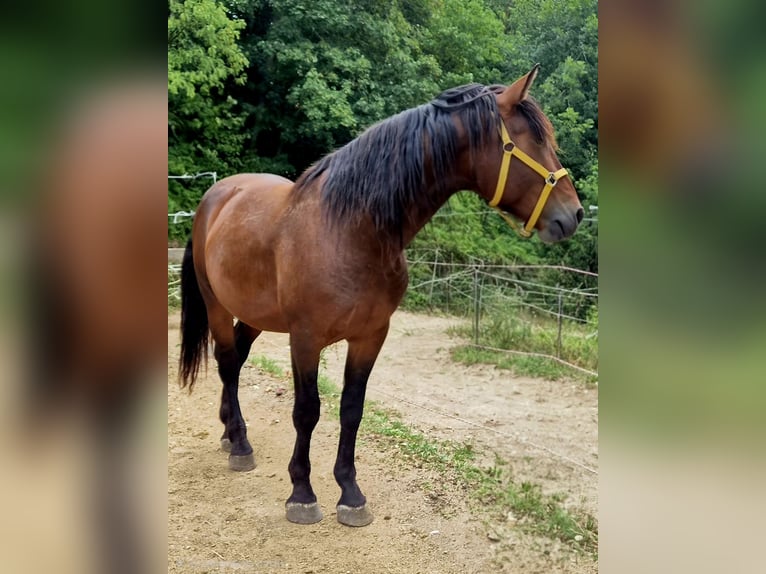 Knabstrupper Hengst 3 Jaar 168 cm Bruin in Berndorf