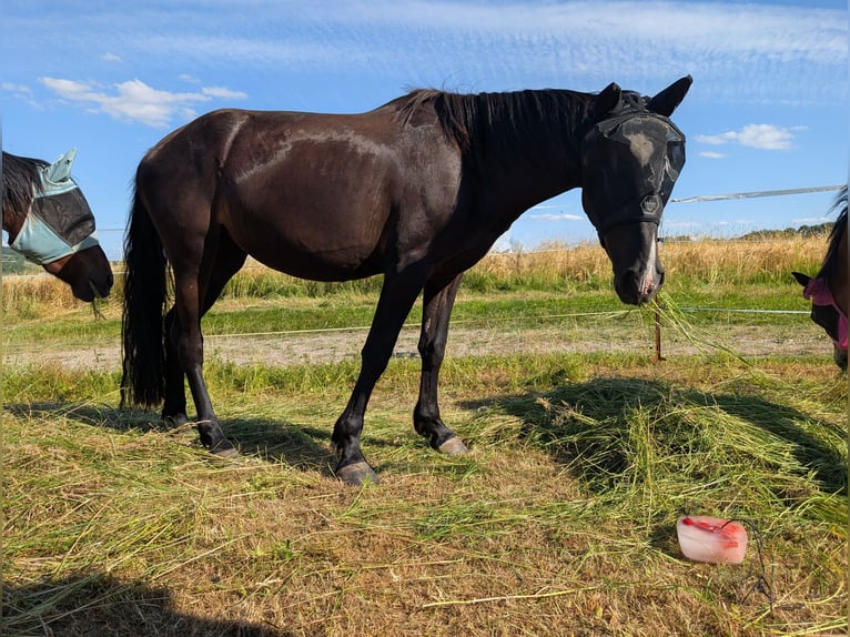 Knabstrupper Mix Hengst 3 Jahre 130 cm Rappe in Magdala