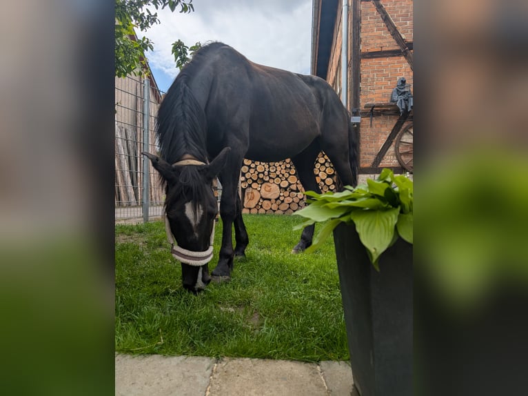Knabstrupper Mix Hengst 3 Jahre 130 cm Rappe in Magdala
