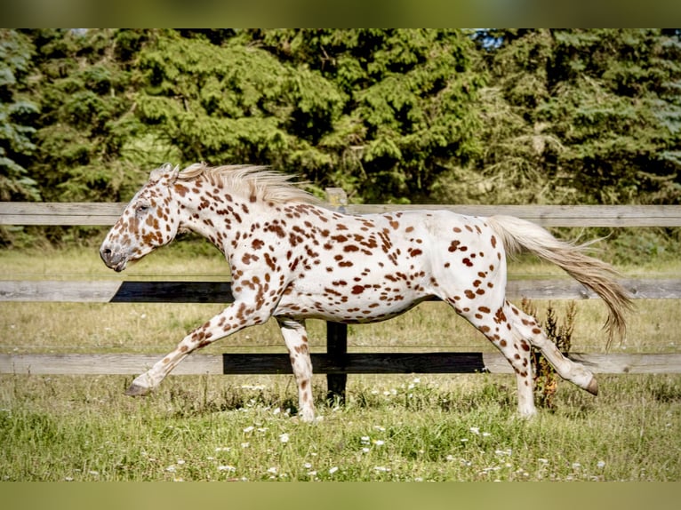 Knabstrupper Hengst 3 Jahre 154 cm Tigerschecke in Fredensborg