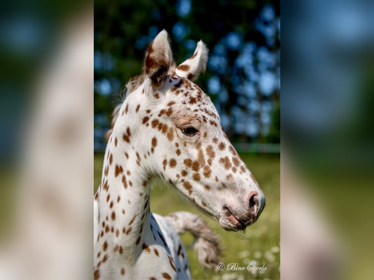 Knabstrupper Hengst 3 Jahre 154 cm Tigerschecke in Fredensborg