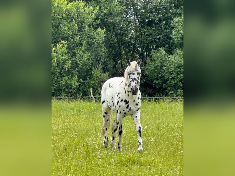 Knabstrupper Hengst 3 Jahre 154 cm Tigerschecke in Mohrkirch