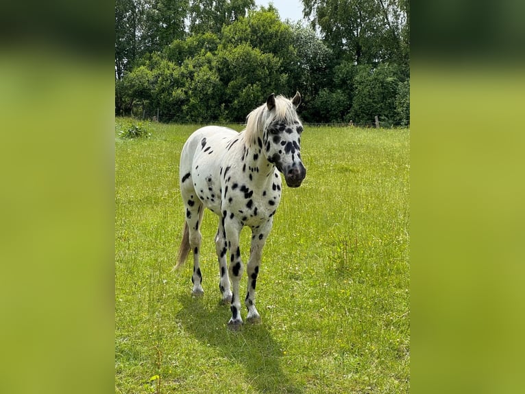Knabstrupper Hengst 3 Jahre 154 cm Tigerschecke in Mohrkirch