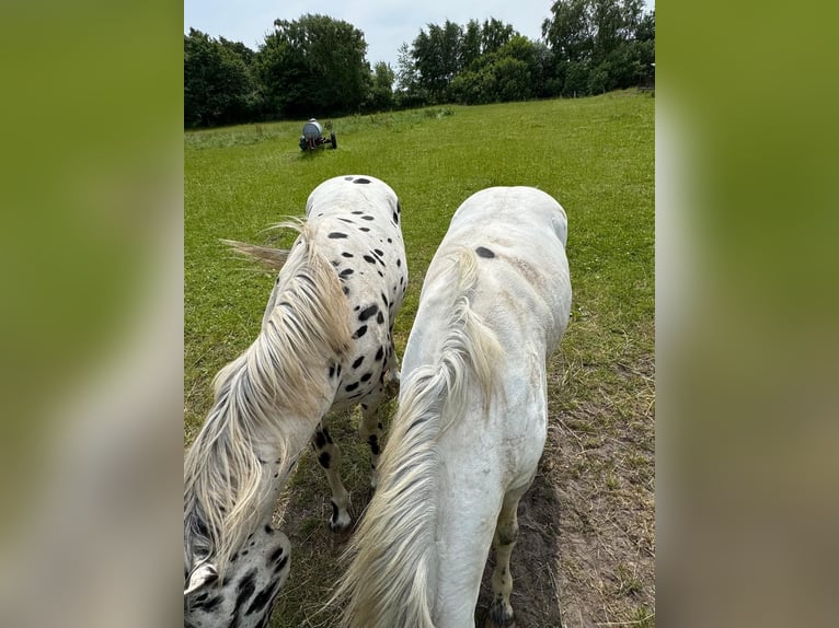 Knabstrupper Hengst 3 Jahre 154 cm White in Mohrkirch