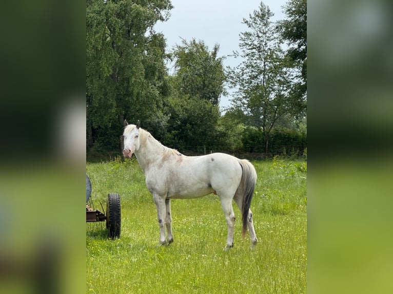 Knabstrupper Hengst 3 Jahre 154 cm White in Mohrkirch