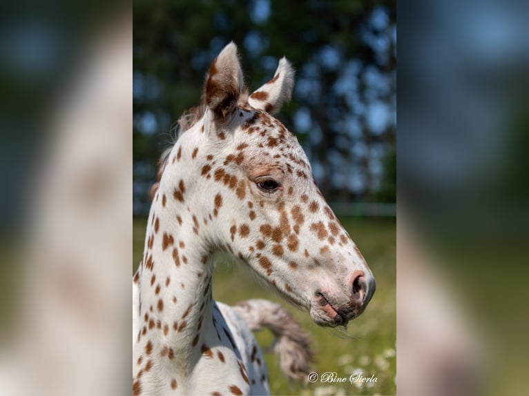 Knabstrupper Hengst 3 Jahre 155 cm Tigerschecke in Fredensborg