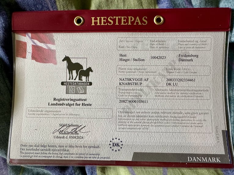 Knabstrupper Hengst 3 Jahre 160 cm White in Fredensborg