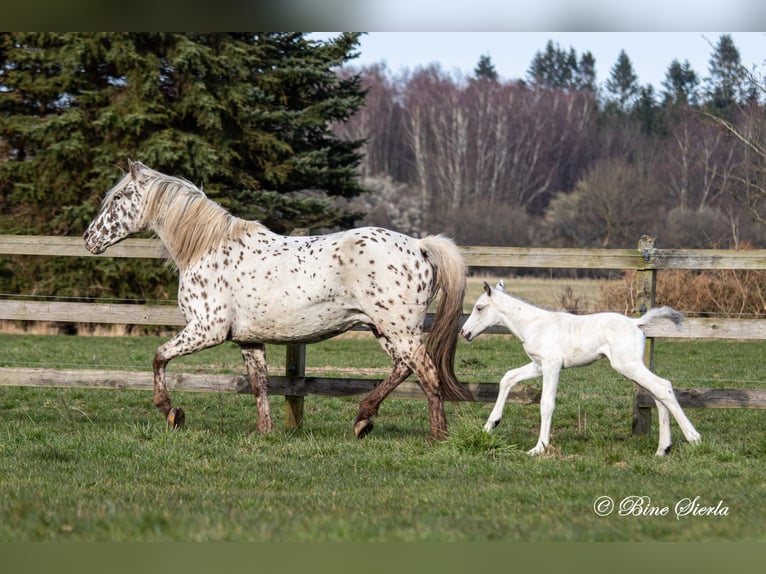 Knabstrupper Hengst 3 Jahre 160 cm White in Fredensborg