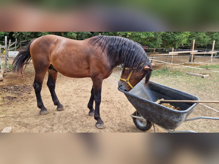 Knabstrupper Hengst 3 Jahre 168 cm Brauner in Berndorf