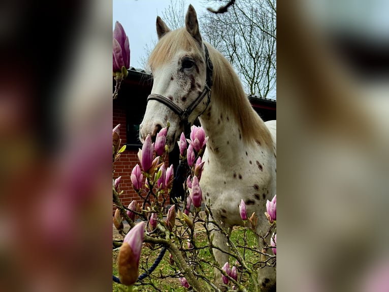 Knabstrupper Hengst 4 Jaar 157 cm Appaloosa in Rehburg-Loccum Münchehagen