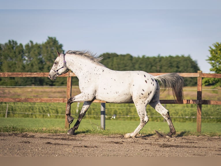Knabstrupper Hengst 4 Jaar 160 cm Appaloosa in Bogense