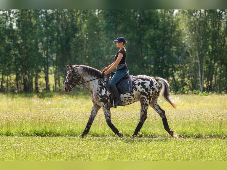 Knabstrupper Mix Hengst 4 Jaar 161 cm Appaloosa in Daugavpils