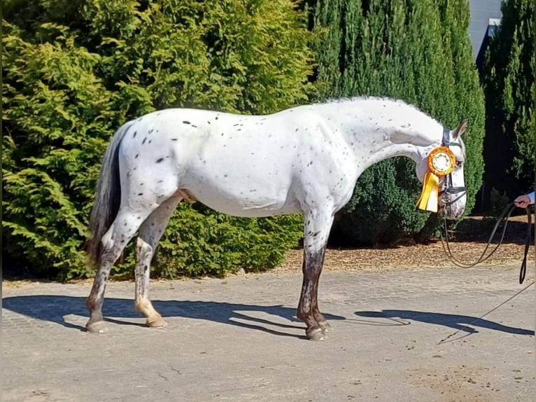 Knabstrupper Hengst 4 Jahre 160 cm Tigerschecke in Bogense