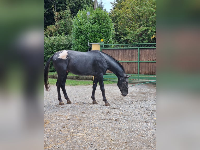 Knabstrupper Hengst 5 Jahre 170 cm Rappe in Mariano Comense