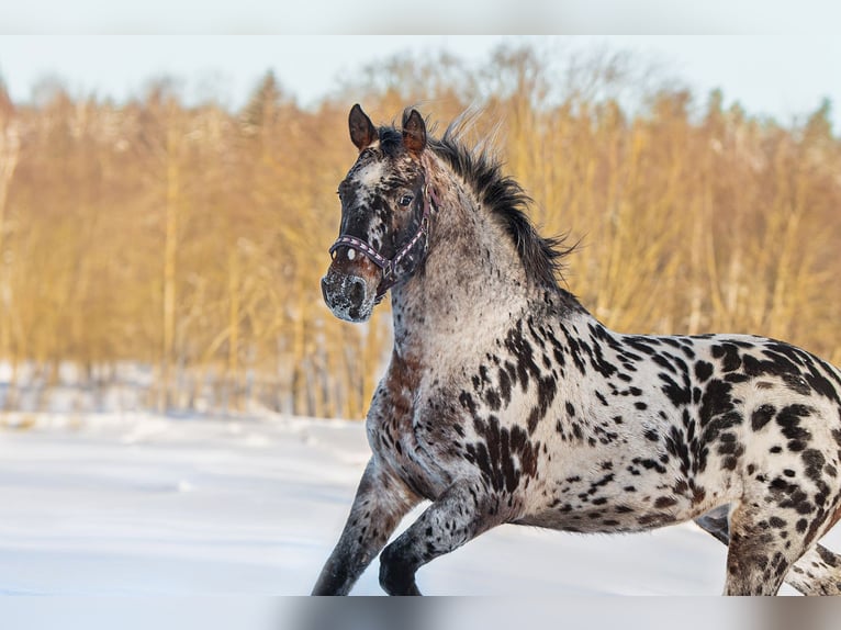 Knabstrupper Mix Hengst 6 Jaar 163 cm Appaloosa in Augšdaugavas nov.