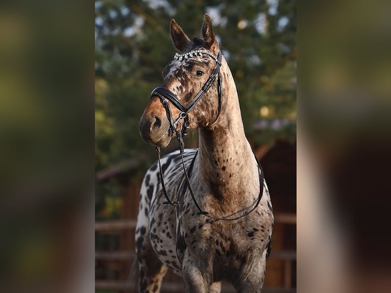 Knabstrupper Mix Hengst 6 Jaar 163 cm Appaloosa in Augšdaugavas nov.