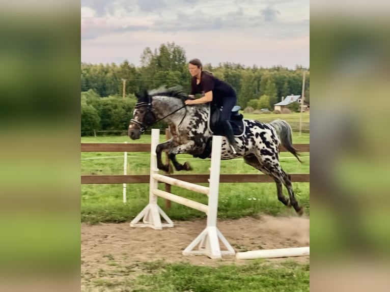 Knabstrupper Mix Hengst 6 Jahre 163 cm Tigerschecke in Augšdaugavas nov.