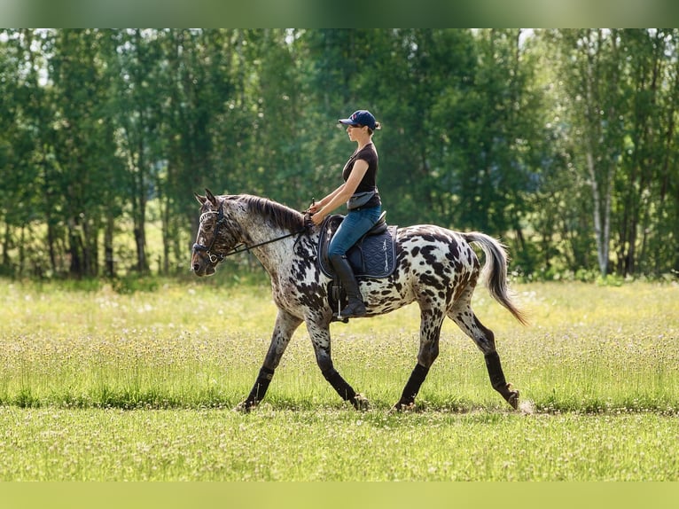 Knabstrupper Mix Hengst 6 Jahre 163 cm Tigerschecke in Augšdaugavas nov.