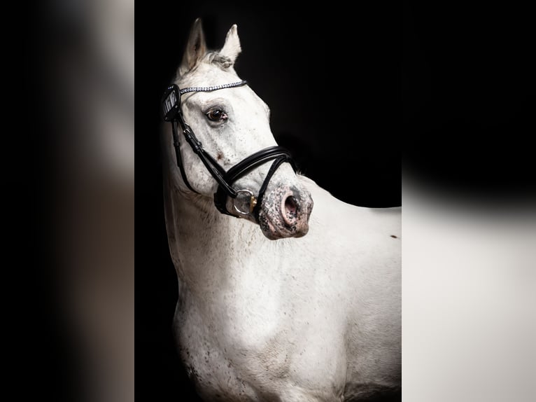 Knabstrupper Hengst Appaloosa in Bindslev