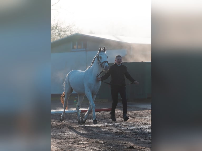 Knabstrupper Hengst Appaloosa in Bindslev