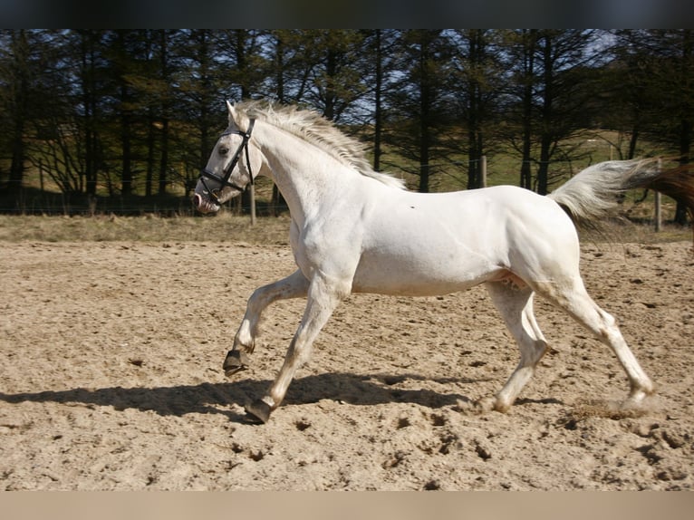 Knabstrupper Hengst Appaloosa in Bindslev