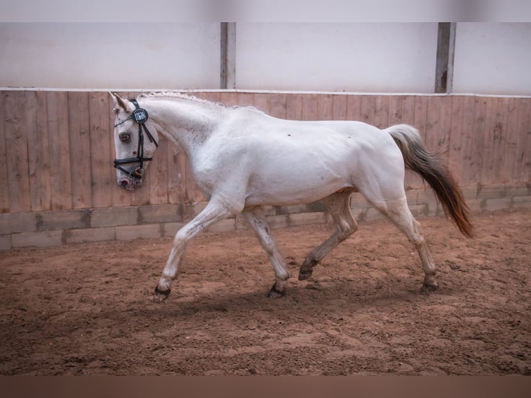 Knabstrupper Hengst Appaloosa in Bindslev
