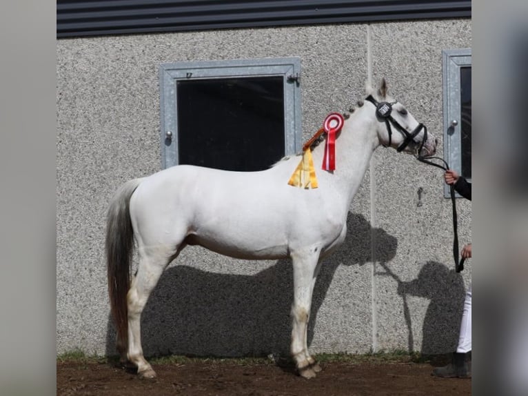 Knabstrupper Hengst Appaloosa in Bindslev